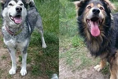 Suczka alaskan malamute i mix leonberger zakochana