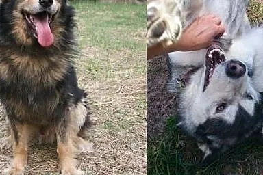Suczka alaskan malamute i mix leonberger zakochana