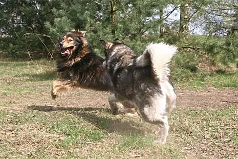 Suczka alaskan malamute i mix leonberger zakochana