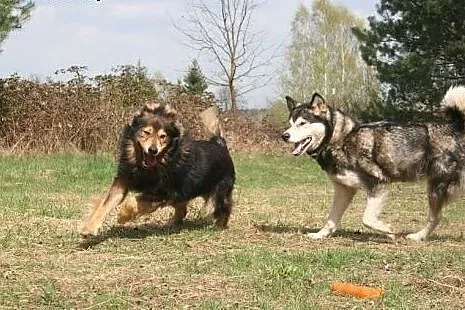 Suczka alaskan malamute i mix leonberger zakochana