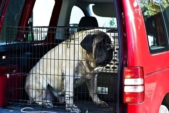 Klatka dla zwierzat SIMPLY Pet Crate, Lubelskie, Zamość