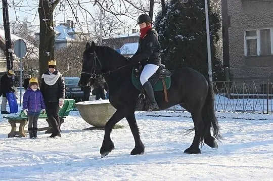 Wałach FRYZYJSKI 4 lata, spokojny