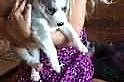 Siberian husky za darmo