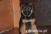 Owczarki Niemieckie Długowłose szczenięta WYBITNE