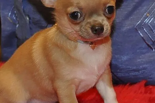 Chihuahua krótkowłosa z rodowodem ZKwP,  opolskie 