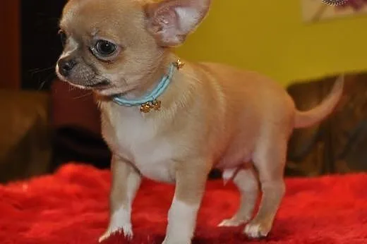 Chihuahua krótkowłosa z rodowodem ZKwP,  opolskie 