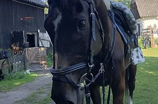 Wałach do sportu!, Mazowieckie, Żyrardów