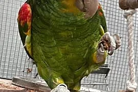 Papuga Amazonka żółtogardła (oratrix) - parka ( sa, Nadarzyn