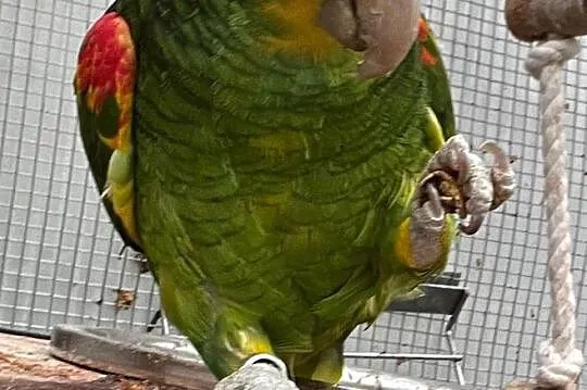 Papuga Amazonka żółtogardła (oratrix) - parka ( sa, Nadarzyn