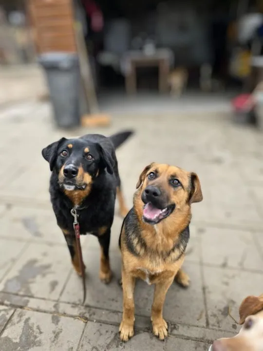 Misia i Whisky - jak ogień i woda, super sunie do adopcji! Obie są cudowne i...bezdomne. Misia i Wh, , Wrocław