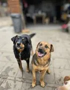 Misia i Whisky - jak ogień i woda, super sunie do adopcji!  Obie są cudowne i...bezdomne. Misia i Wh