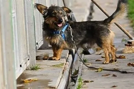 Rozbrykany potarganiec - SZCZOTEK pokocha Cie bez 