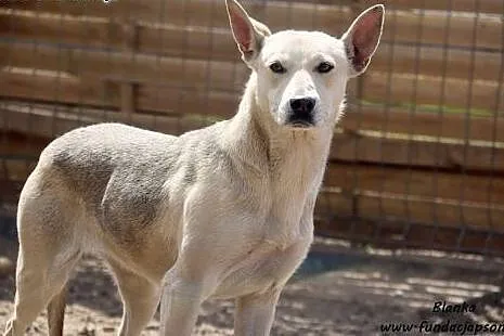 Blanka do adopcji,  mazowieckie Nowy Dwór Mazowiec