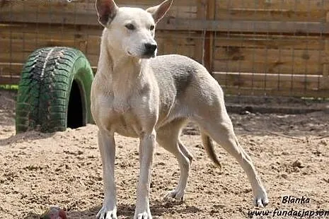 Blanka do adopcji,  mazowieckie Nowy Dwór Mazowiec