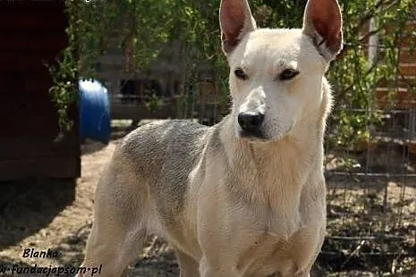 Blanka do adopcji,  mazowieckie Nowy Dwór Mazowiec