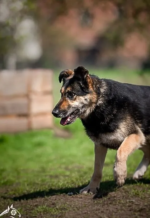 Leo dostojny pies poleca się do adopcji, , Wrocław