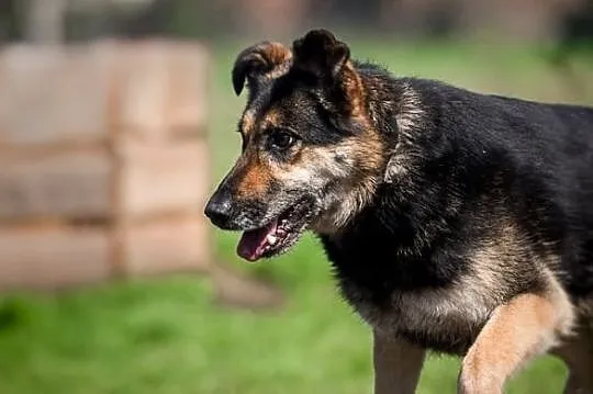 Leo dostojny pies poleca się do adopcji, , Wrocław
