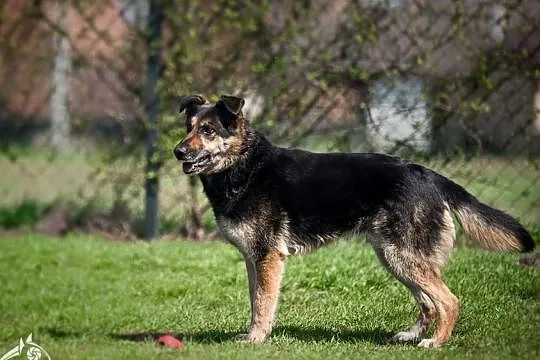 Leo dostojny pies poleca się do adopcji, , Wrocław