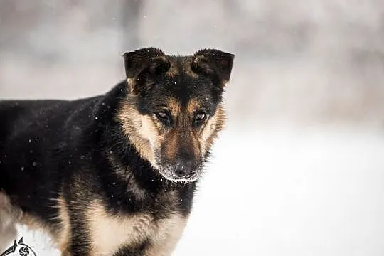 Leo dostojny pies poleca się do adopcji, , Wrocław