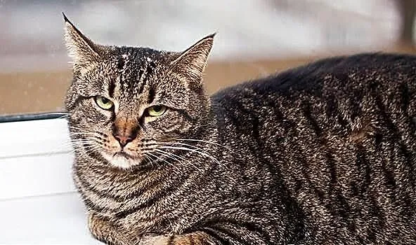 TOLEK - kochany burasek o smutnym pyszczku