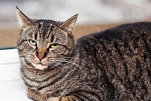 TOLEK - kochany burasek o smutnym pyszczku