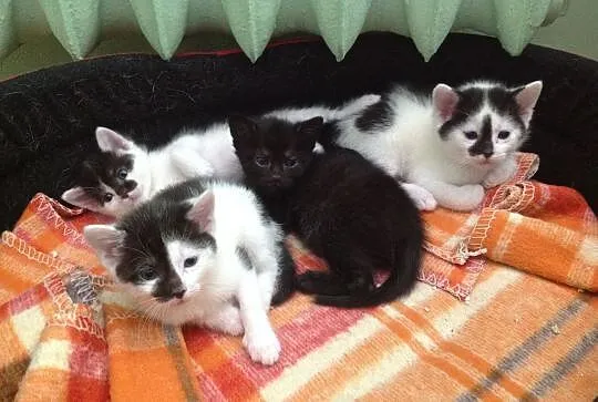 Małe kociaki szukają domów:Czana, Łatek i Łatka
