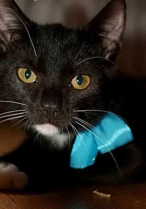 3miesięczne kociaki do adopcji, śląskie Rybnik