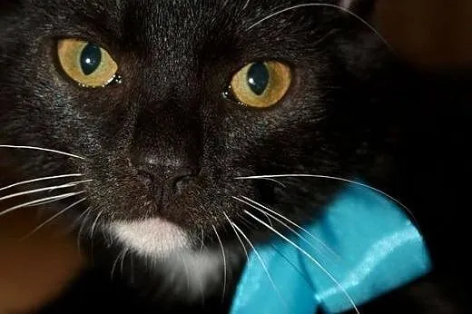 3miesięczne kociaki do adopcji,  śląskie Rybnik