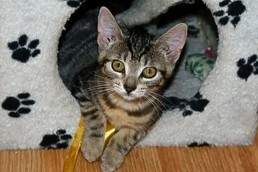 3miesięczne kociaki do adopcji,  śląskie Rybnik