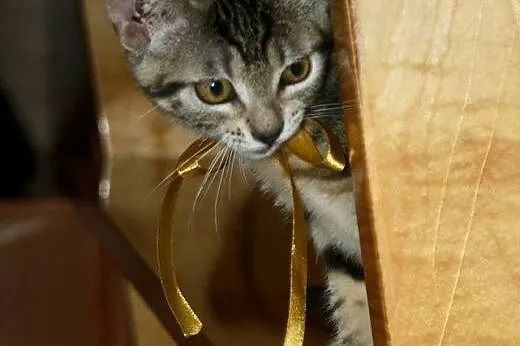 3miesięczne kociaki do adopcji,  śląskie Rybnik