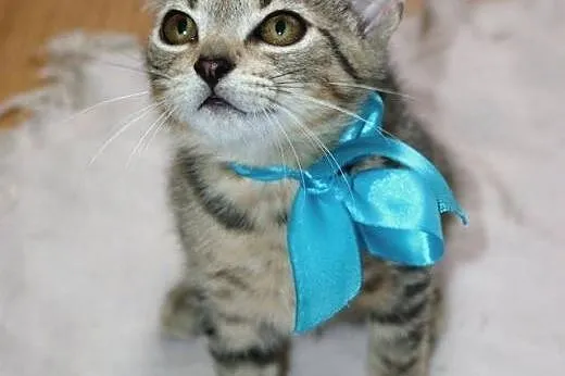 3miesięczne kociaki do adopcji,  śląskie Rybnik