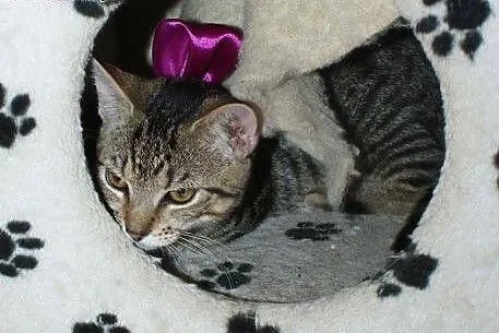 3miesięczne kociaki do adopcji,  śląskie Rybnik