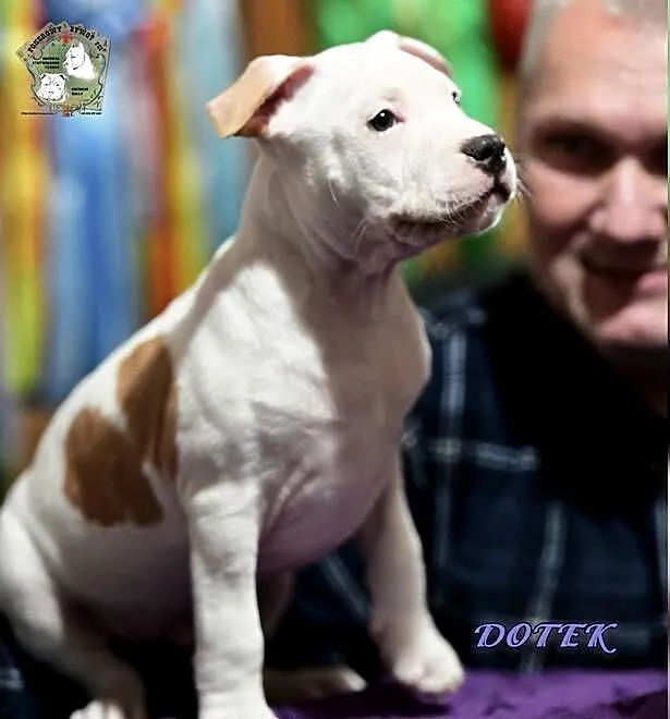 szczeniaki Amstaff FCI/ZKwP, Śląskie, Grojec