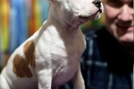 szczeniaki Amstaff FCI/ZKwP, Śląskie, Grojec