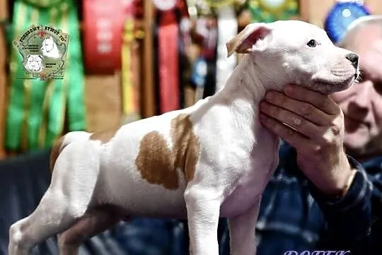 szczeniaki Amstaff FCI/ZKwP, Śląskie, Grojec