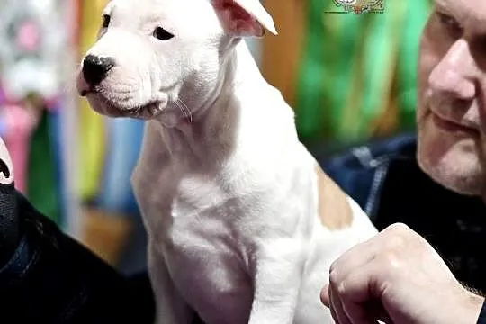 szczeniaki Amstaff FCI/ZKwP, Śląskie, Grojec