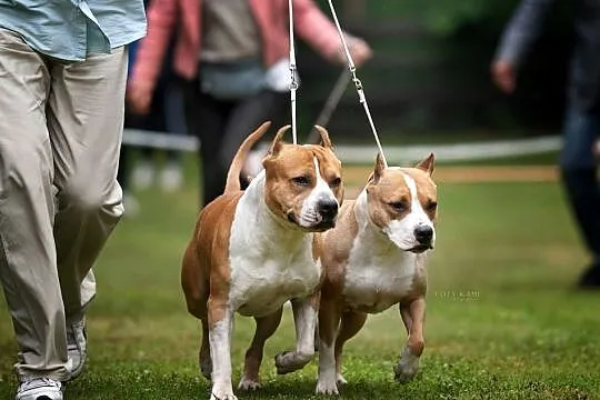 szczeniaki Amstaff FCI/ZKwP, Śląskie, Grojec