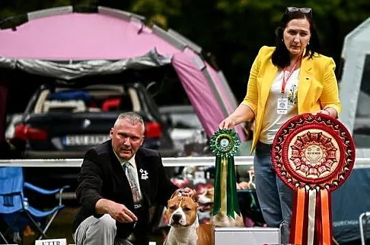 szczeniaki Amstaff FCI/ZKwP, Śląskie, Grojec