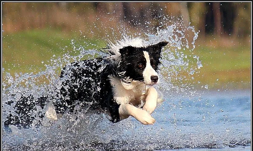 szczeniaki Border Collie psy suczki rodowód ZKwP FCI, Wielkopolskie, Poznań