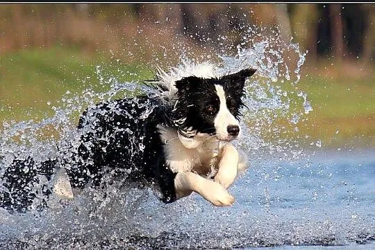 szczeniaki Border Collie psy suczki rodowód ZKwP FCI, Wielkopolskie, Poznań