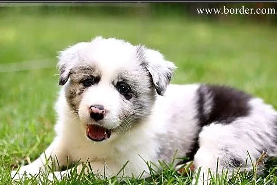 szczeniaki Border Collie psy suczki rodowód ZKwP FCI, Wielkopolskie, Poznań