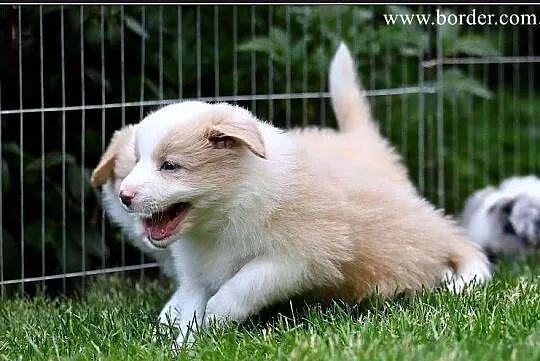 szczeniaki Border Collie psy suczki rodowód ZKwP FCI, Wielkopolskie, Poznań