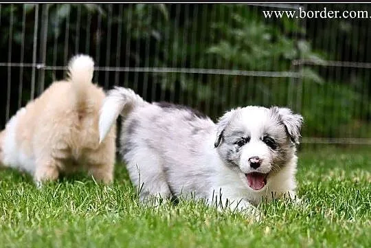 szczeniaki Border Collie psy suczki rodowód ZKwP FCI, Wielkopolskie, Poznań