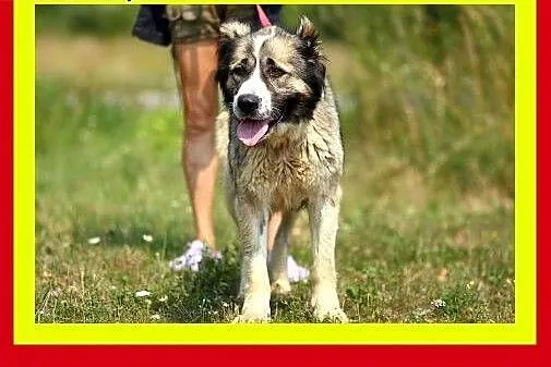 Młoda,przyjazna,misiowata,azjatka,suczka TAJGA,  d