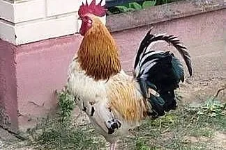 Sprzedam koguta