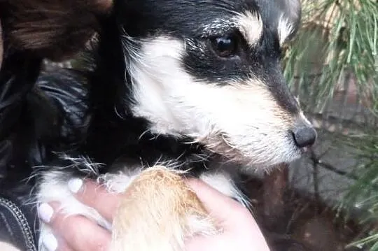 Mgiełka 7 miesięczna sunia w typie teriera szuka d