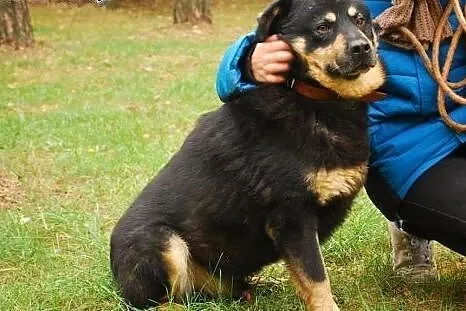 Skipper - prawie rottweiler szuka domu!,  mazowiec