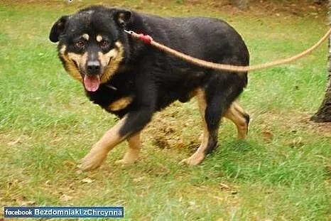 Skipper - prawie rottweiler szuka domu!,  mazowiec