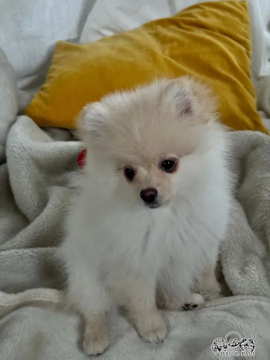 Pomeranian ### piesek gotowy do nowego domku ### FCI ###, , Pruszcz Gdański