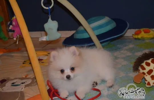 Pomeranian ### piesek gotowy do nowego domku ### FCI ###, , Pruszcz Gdański